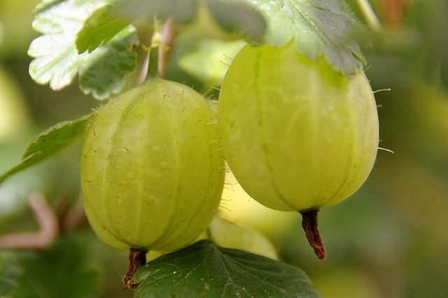 Gooseberries in a close up photo