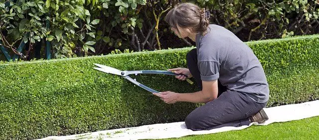 Trimming Bush