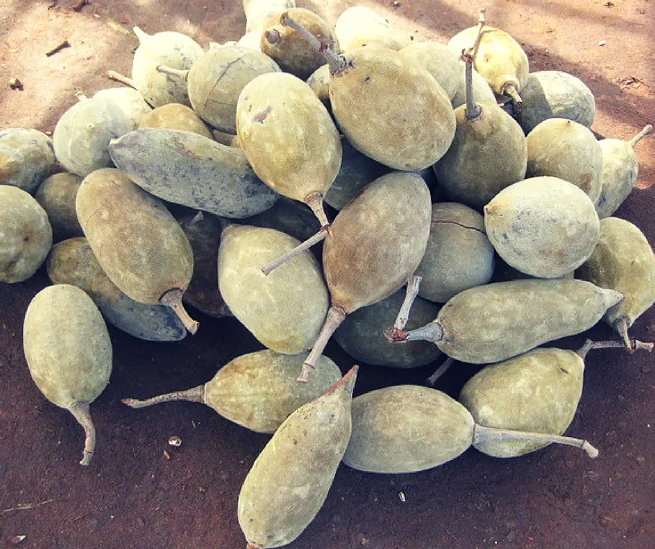 This Is How Baobab Fruit Looks Like.