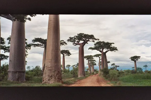 Baobab Trees