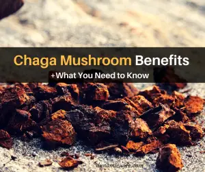 Chaga Mushroom Benefits + What You Need to Know