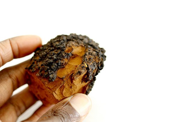 chaga mushroom facts