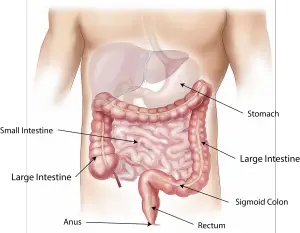 Detailed Photo of Human Colon