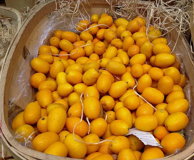 what does kumquat look like